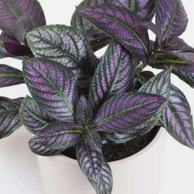 Strobilanthes dyeriana Strobilanthes dyeriana