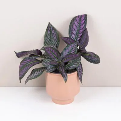 Strobilanthes dyeriana Strobilanthes dyeriana
