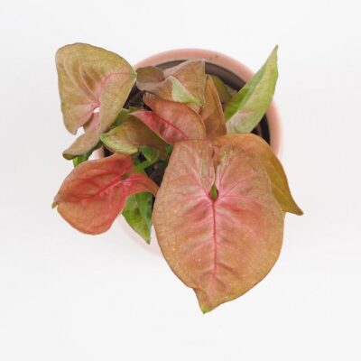 Syngonium ‘New Dew’ malé syngonium new dew ruzove izbove rastliny