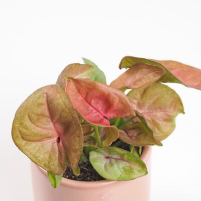 Syngonium ‘New Dew’ malé syngonium new dew ruzove izbove rastliny