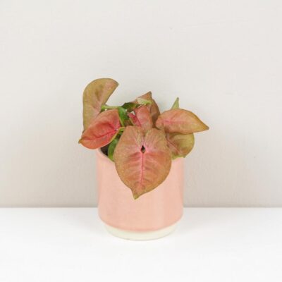 syngonium new dew ruzove izbove rastliny
