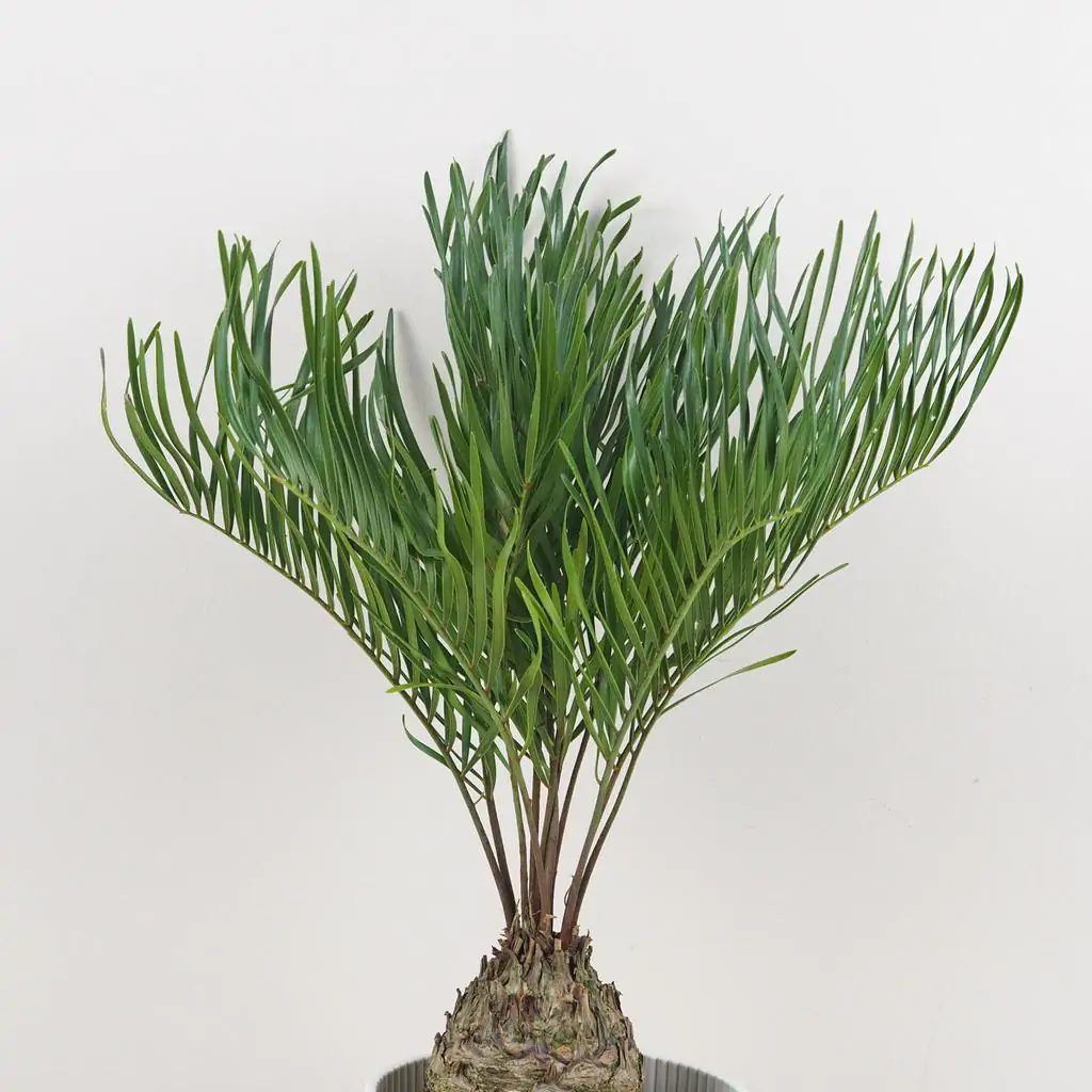 Zamia integrifolia zamia integrifolia palma