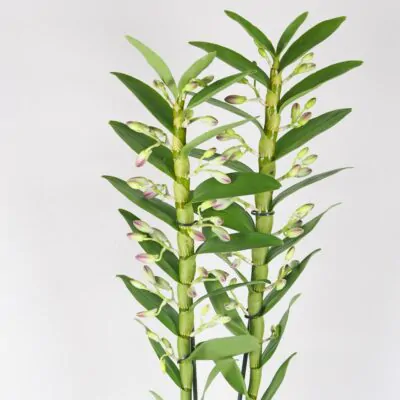 Orchidea Dendrobium nobile ‘Sunny Eye’