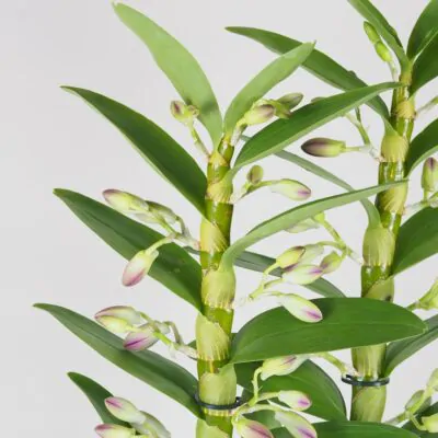 Orchidea Dendrobium nobile ‘Sunny Eye’
