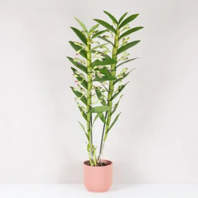 Orchidea Dendrobium nobile ‘Sunny Eye’