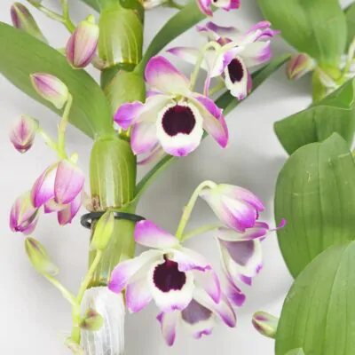 Orchidea Dendrobium nobile ‘Sunny Eye’