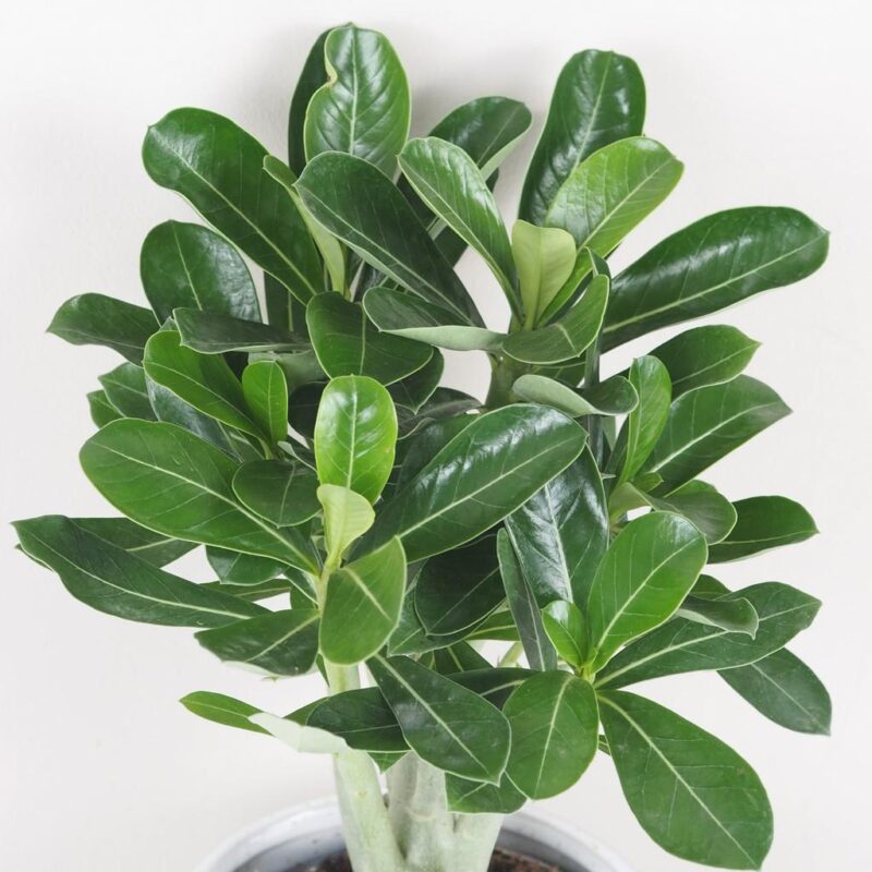 adenium obesum picotee sukulent