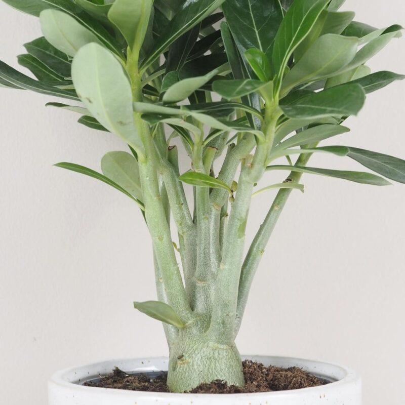 adenium obesum picotee sukulent