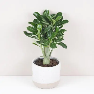 adenium obesum picotee sukulent