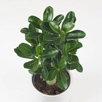 adenium obesum picotee sukulent