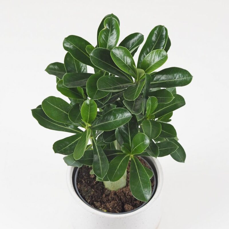 adenium obesum picotee sukulent