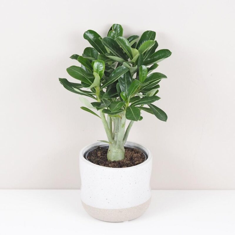 adenium obesum picotee sukulent