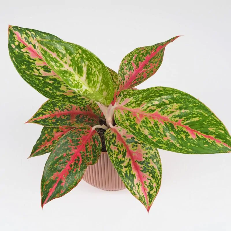 Aglaonema Avocado Red farebna nenarocna izbova rastlina