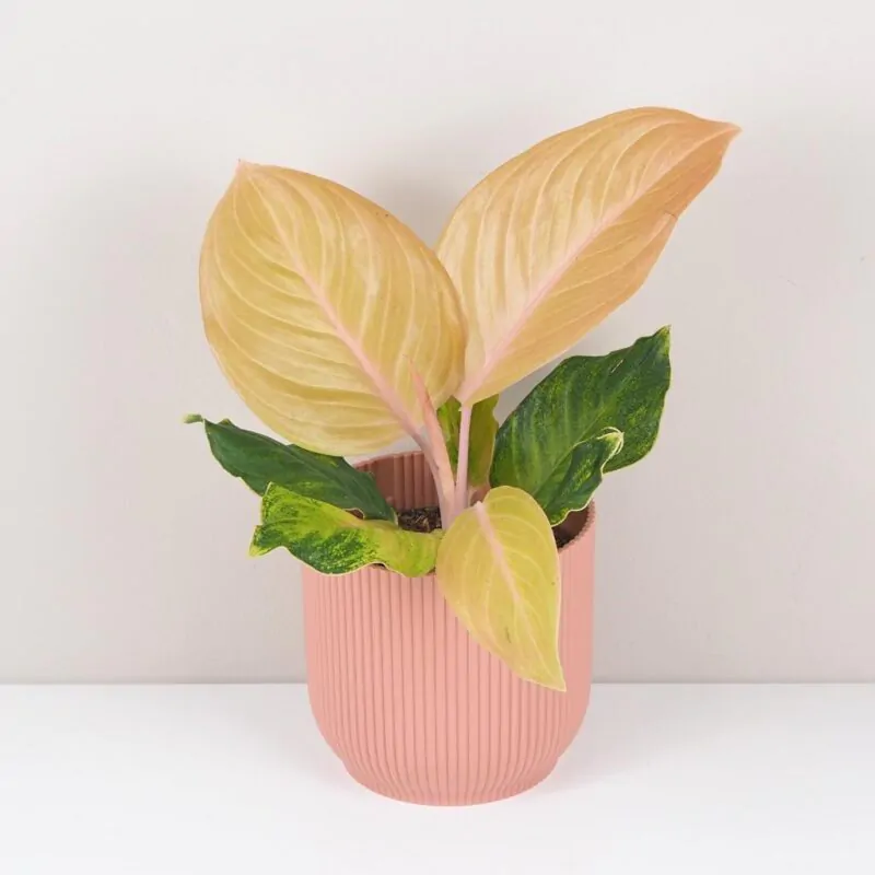 aglaonema Cricket Pink nenarocna izbova rastlina