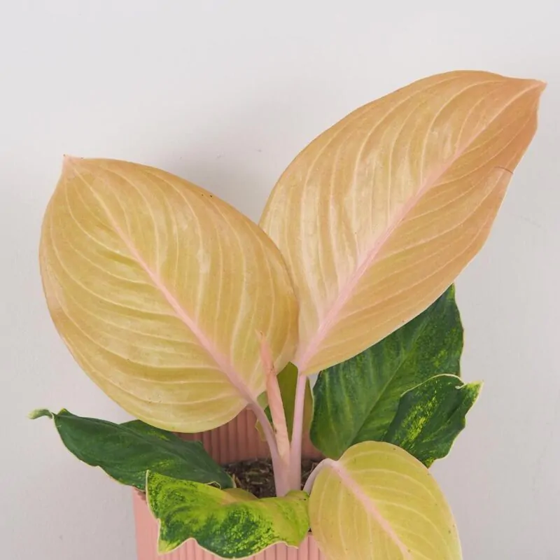 aglaonema Cricket Pink nenarocna izbova rastlina