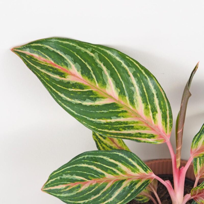 aglaonema dreamcatcher farebna izbova rastlina nenarocna