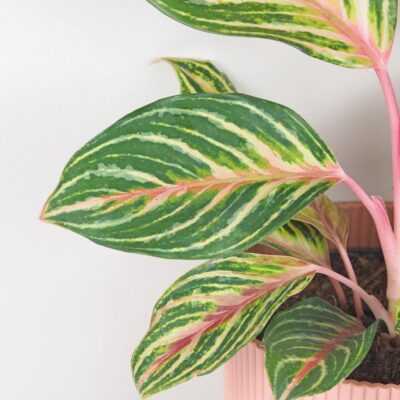 aglaonema dreamcatcher farebna izbova rastlina nenarocna