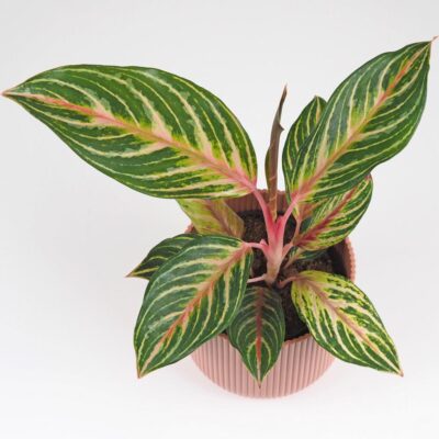 aglaonema dreamcatcher farebna izbova rastlina nenarocna