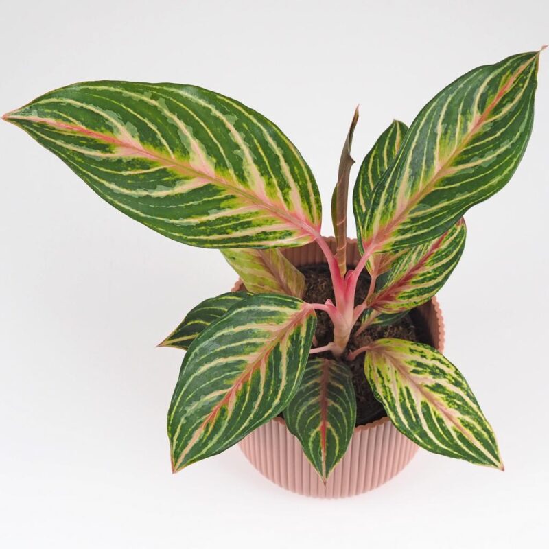 aglaonema dreamcatcher farebna izbova rastlina nenarocna