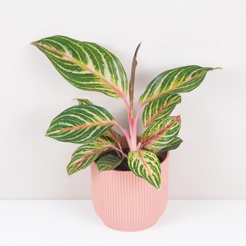 aglaonema dreamcatcher farebna izbova rastlina nenarocna