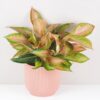 Aglaonema ‘Guave Pink’ maxi aglaonema guave pink farebna izbova rastlina