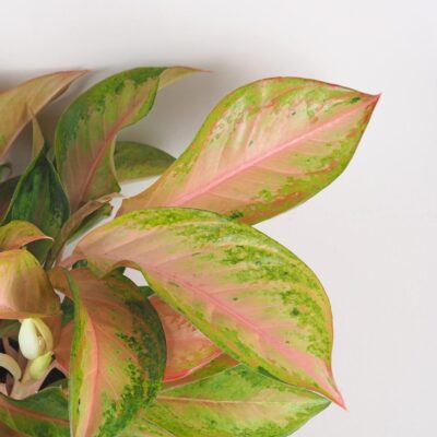 Aglaonema ‘Guave Pink’ maxi aglaonema guave pink farebna izbova rastlina