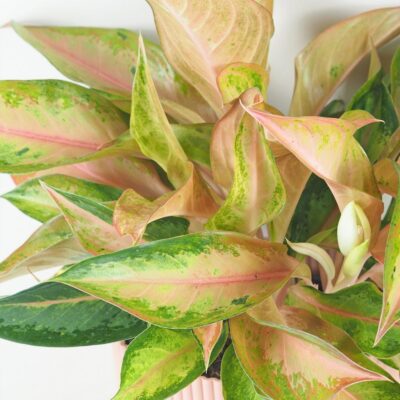 Aglaonema ‘Guave Pink’ maxi aglaonema guave pink farebna izbova rastlina