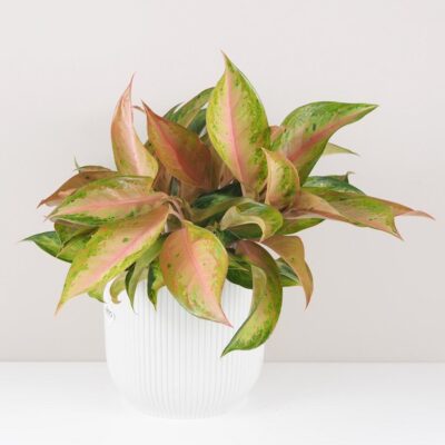 Aglaonema ‘Guave Pink’ maxi aglaonema guave pink farebna izbova rastlina