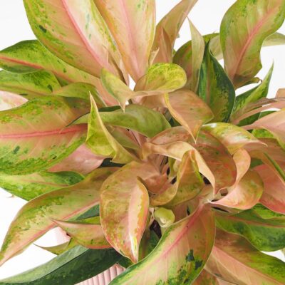 Aglaonema ‘Guave Pink’ maxi aglaonema guave pink farebna izbova rastlina