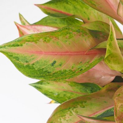 Aglaonema ‘Guave Pink’ maxi aglaonema guave pink farebna izbova rastlina