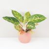 Aglaonema ‘Melon Candy’ aglaonema melon candy nenarocna izbova rastlina