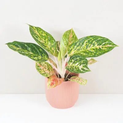 aglaonema melon candy nenarocna izbova rastlina