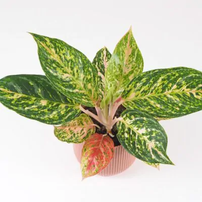 aglaonema melon candy nenarocna izbova rastlina