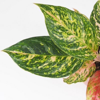 aglaonema melon candy nenarocna izbova rastlina