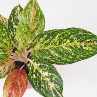 aglaonema melon candy nenarocna izbova rastlina
