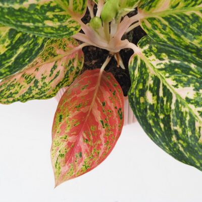 Aglaonema ‘Melon Candy’ aglaonema melon candy nenarocna izbova rastlina