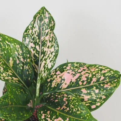 aglaonema pink leopard farebna ruzova izbova rastlina