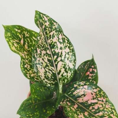 Aglaonema ‘Pink Leopard’ aglaonema pink leopard farebna ruzova izbova rastlina