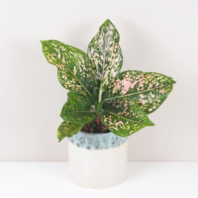 Aglaonema ‘Pink Leopard’ aglaonema pink leopard farebna ruzova izbova rastlina