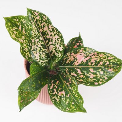 Aglaonema ‘Pink Leopard’ aglaonema pink leopard farebna ruzova izbova rastlina