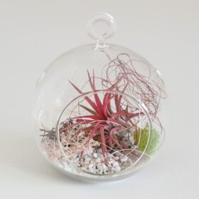 Aranžmán s tillandsiou ružovou v aeráriu 10 cm