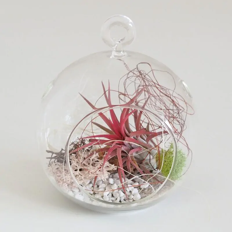 aranzman tillandsia ionantha ruzova v aerariu