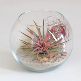 Aranžmán s tillandsiou ružovou v guľatom skle 12 cm