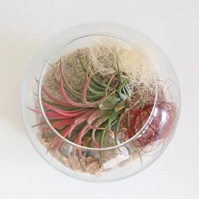 aranzman s tillandsiou v skle terarium