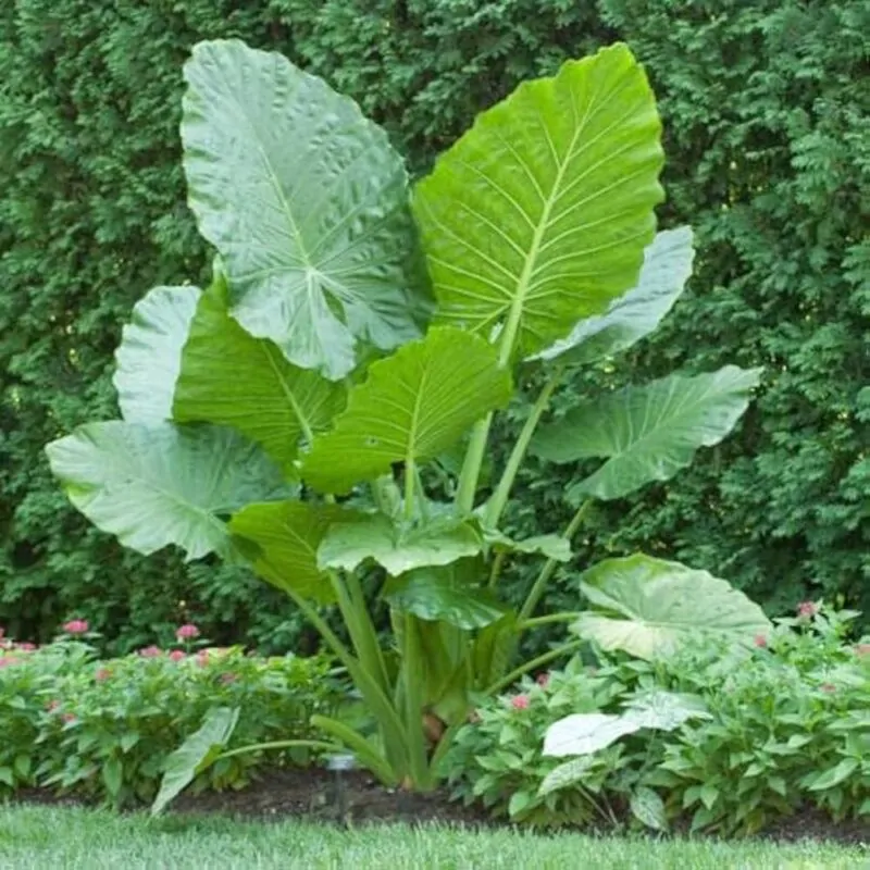 Semienka Colocasia gigantea 5 ks - Image 2