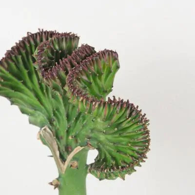 Euphorbia lactea ‘Cristata’ zelená sukulent kaktus