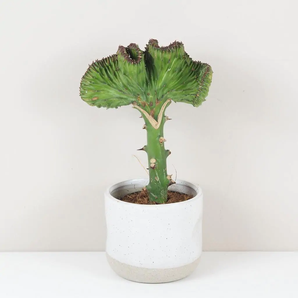 Euphorbia lactea ‘Cristata’ zelená