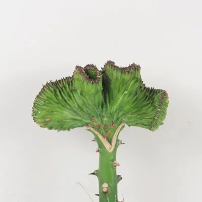 Euphorbia lactea ‘Cristata’ zelená Euphorbia lactea ‘Cristata’ zelená sukulent kaktus