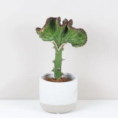 Euphorbia lactea ‘Cristata’ zelená Euphorbia lactea ‘Cristata’ zelená sukulent kaktus