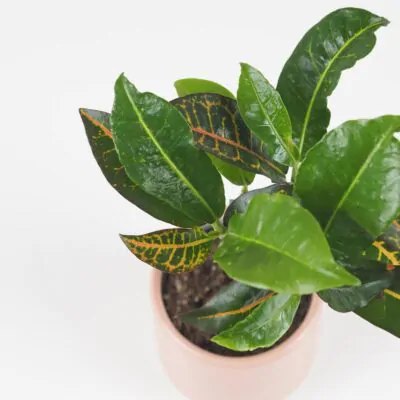 krotonovec strakaty codiaeum variegatum petra maly